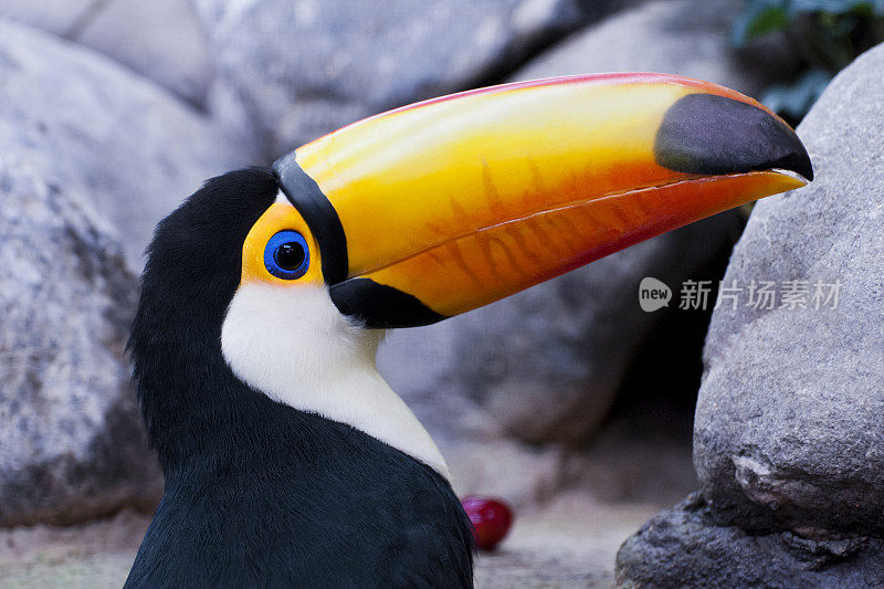 巨嘴鸟- Ramphastos toco